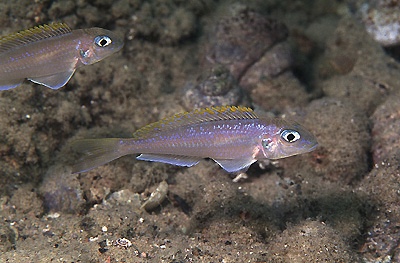 Xenotilapia flavipinnis 'Sibwesa'